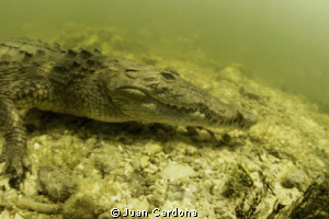 I`m Not Sure ! by Juan Cardona 